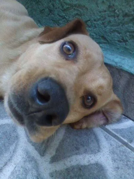 Cachorro ra a misto labrador idade 3 anos nome Nick