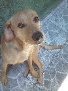 Cachorro ra a misto labrador idade 3 anos nome Nick