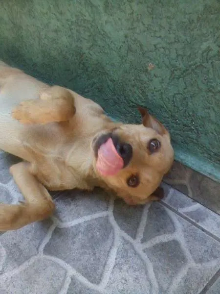 Cachorro ra a misto labrador idade 3 anos nome Nick