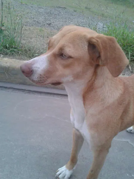 Cachorro ra a SRD idade 2 a 6 meses nome -