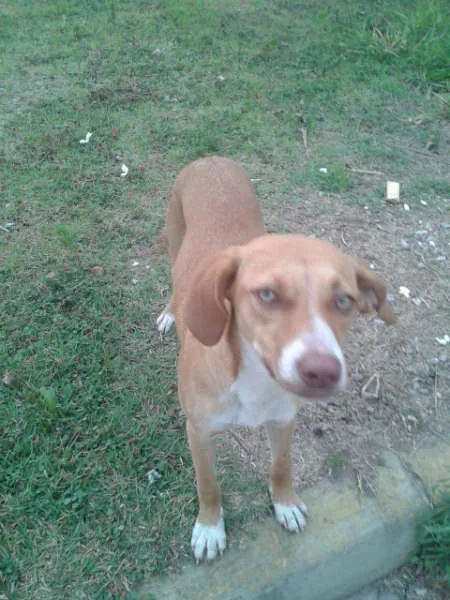Cachorro ra a SRD idade 2 a 6 meses nome -