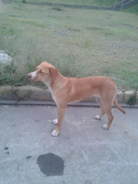 Cachorro ra a SRD idade 2 a 6 meses nome -