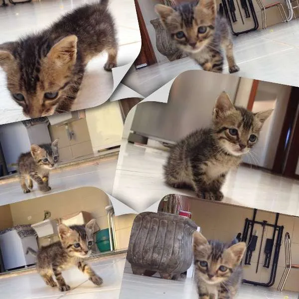 Gato ra a  idade Abaixo de 2 meses nome Eugênio