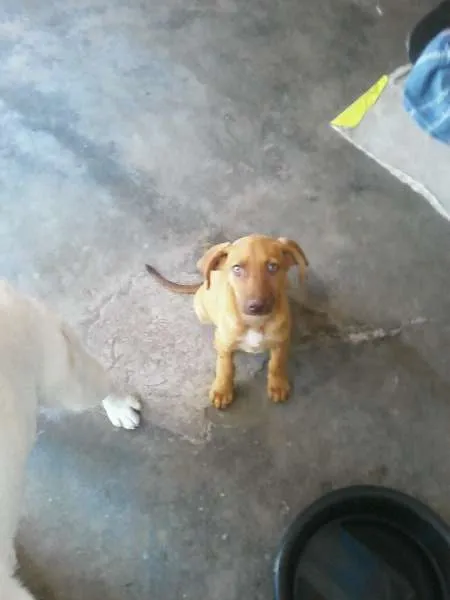 Cachorro ra a VIRA LATA idade  nome MEL