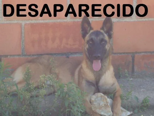 Cachorro ra a Pastor Malinois idade 2 anos nome IAN GRATIFICA