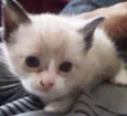 Curioso, bolinha e