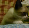 Curioso, bolinha e