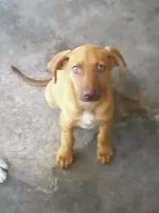 Cachorro ra a VIRA LATA idade  nome MEL