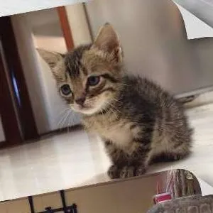 Gato ra a  idade Abaixo de 2 meses nome Eugênio