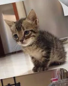 Gato raça  idade Abaixo de 2 meses nome Eugênio