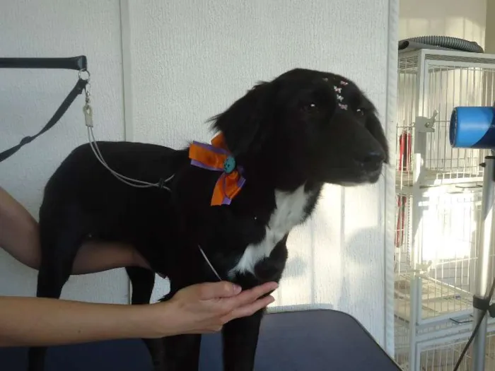 Cachorro ra a SRD idade 7 a 11 meses nome Preta