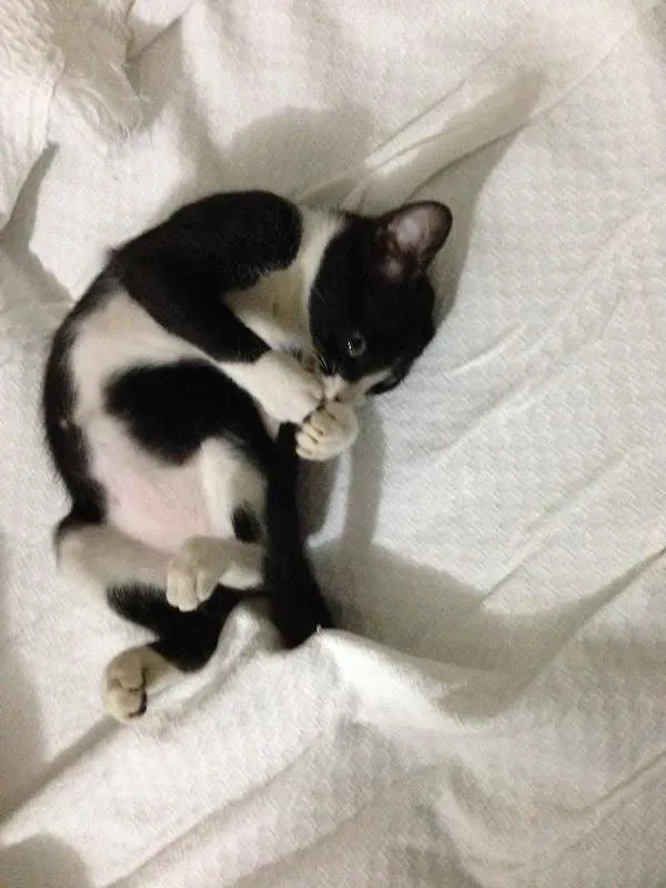 Gato ra a  idade 2 a 6 meses nome Julieta