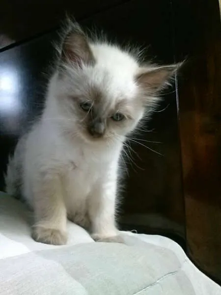 Gato ra a siames idade Abaixo de 2 meses nome sem nome