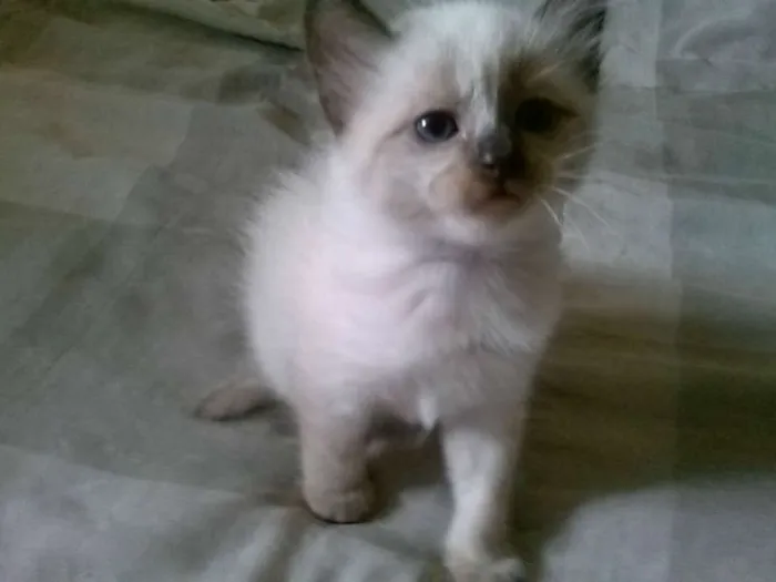 Gato ra a siames idade Abaixo de 2 meses nome sem nome