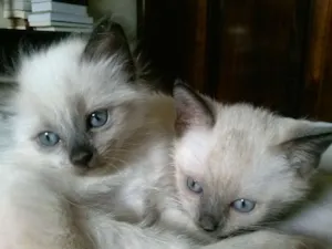 Gato raça siames idade Abaixo de 2 meses nome sem nome