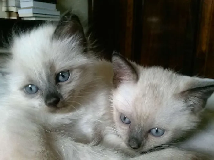 Gato ra a siames idade Abaixo de 2 meses nome sem nome