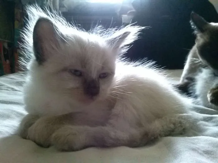 Gato ra a siames idade Abaixo de 2 meses nome sem nome
