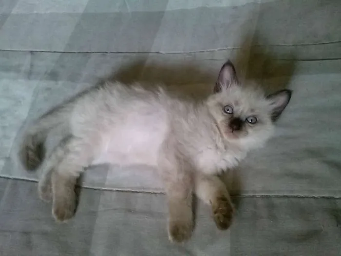 Gato ra a siames idade Abaixo de 2 meses nome sem nome