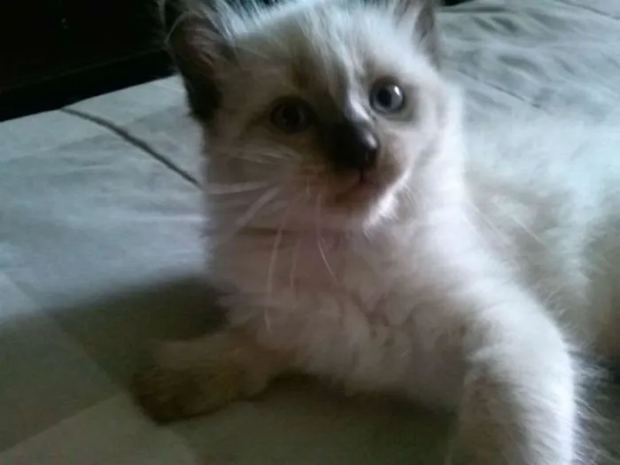 Gato ra a siames idade Abaixo de 2 meses nome sem nome
