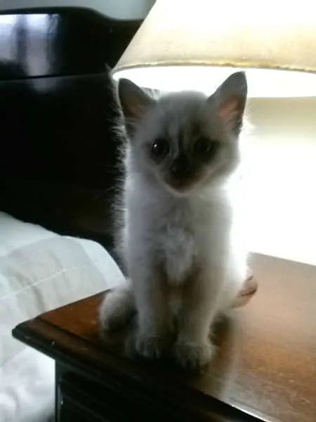 Gato ra a siames idade Abaixo de 2 meses nome sem nome