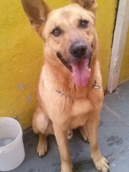 Cachorro ra a Pastor Alemão idade 4 anos nome Benjamin