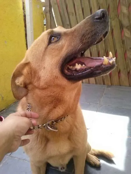 Cachorro ra a Pastor Alemão idade 4 anos nome Benjamin