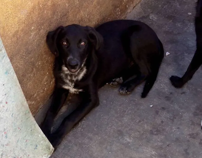 Cachorro ra a srd idade 2 a 6 meses nome Pretinha