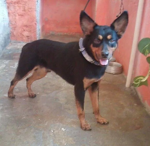 Cachorro ra a srd idade 2 anos nome Bob