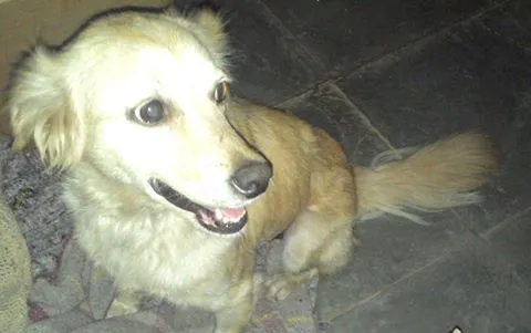 Cachorro ra a SRD idade 2 anos nome Nina
