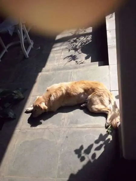 Cachorro ra a SRD idade 2 anos nome Nina