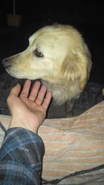 Cachorro ra a SRD idade 2 anos nome Nina