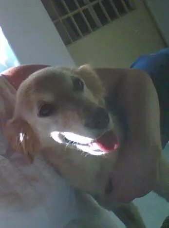 Cachorro ra a SRD idade 2 anos nome Nina