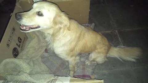 Cachorro ra a SRD idade 2 anos nome Nina