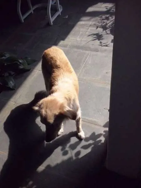 Cachorro ra a SRD idade 2 anos nome Nina
