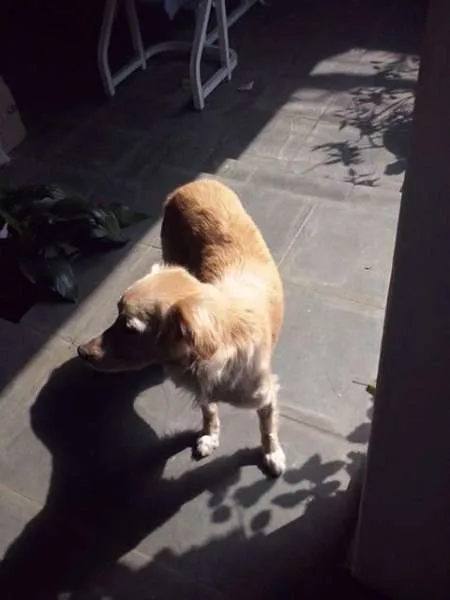 Cachorro ra a SRD idade 2 anos nome Nina