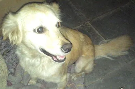 Cachorro ra a SRD idade 2 anos nome Nina