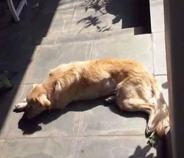 Cachorro ra a SRD idade 2 anos nome Nina