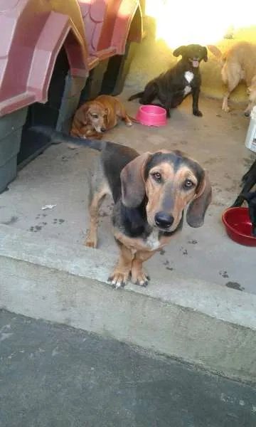 Cachorro ra a SRD idade 1 ano nome Radja