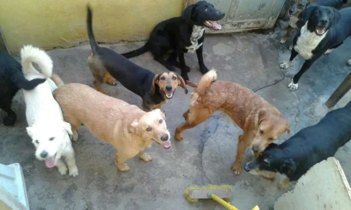 Cachorro ra a SRD idade 1 ano nome Radja