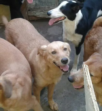 Cachorro ra a SRD idade 3 anos nome Mel