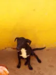 Cachorro raça SRD idade 7 a 11 meses nome Antonio