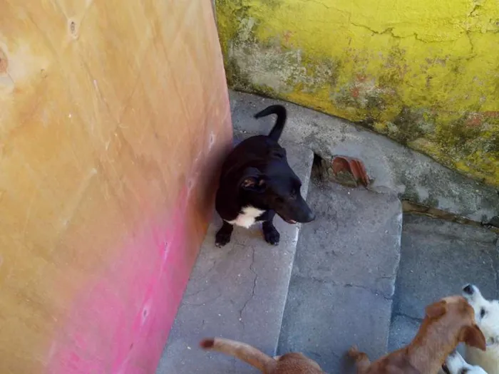 Cachorro raça SRD idade 7 a 11 meses nome Antonio