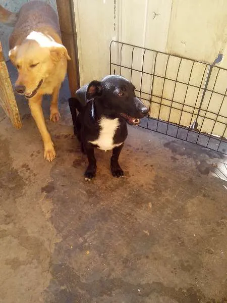 Cachorro raça SRD idade 7 a 11 meses nome Antonio