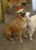 Cachorro raça SRD idade 2 anos nome Amarelo