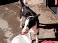 Ligeirinha
