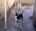 Ligeirinha