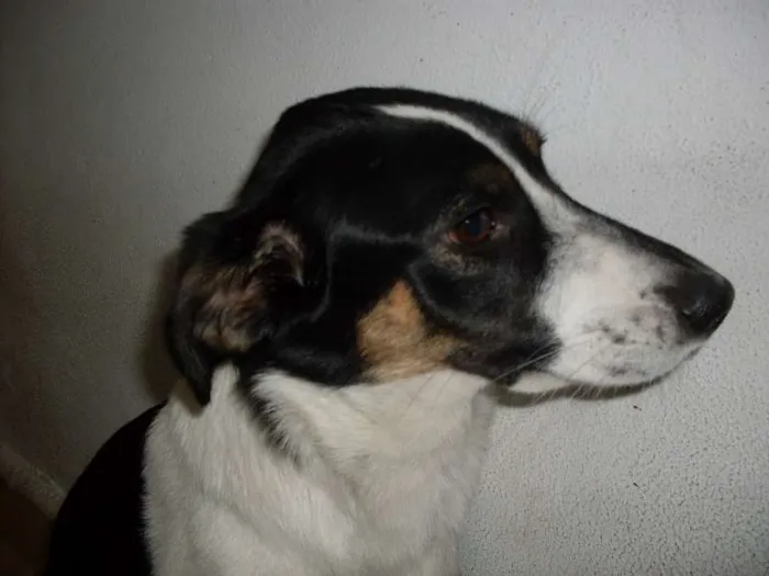 Gato ra a SRD idade 3 anos nome Totoisa