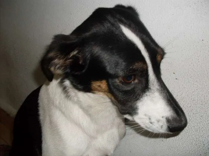 Gato ra a SRD idade 3 anos nome Totoisa