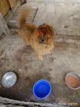 Shake