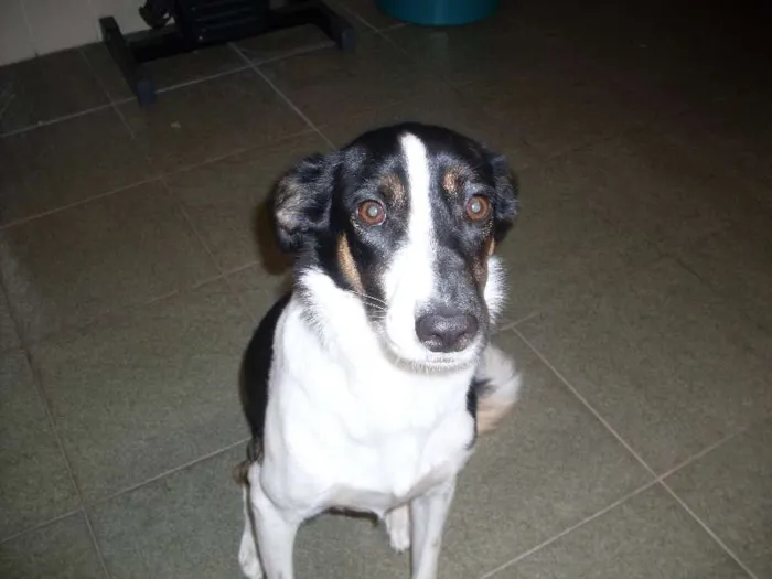 Gato ra a SRD idade 3 anos nome Totoisa
